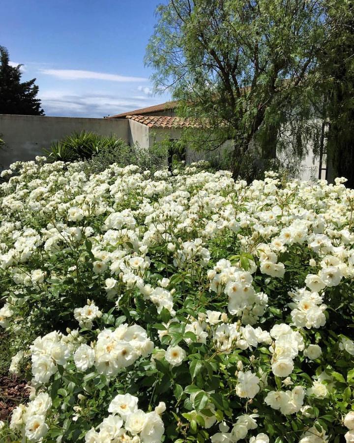 B&B Mas De Caustes Saint-Remy-de-Provence Ngoại thất bức ảnh